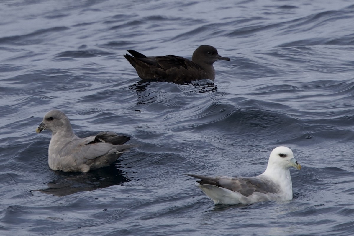 Northern Fulmar - ML646608229