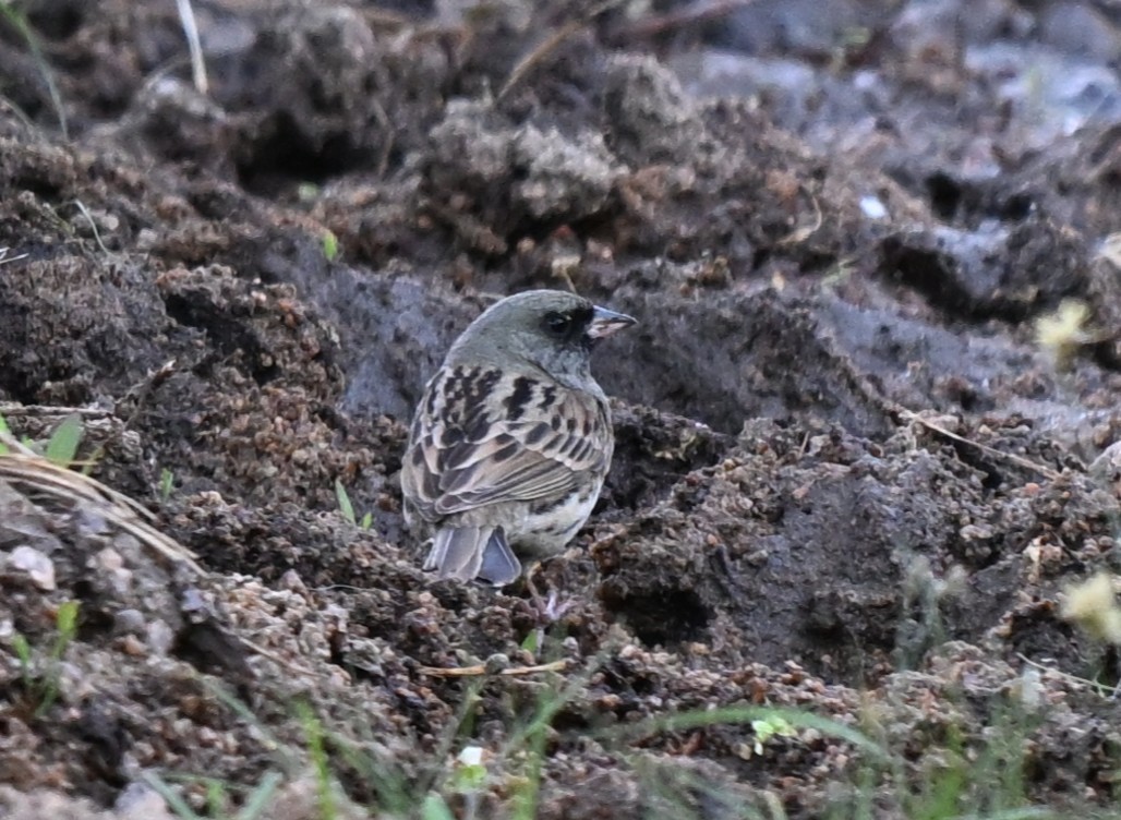 gråhodespurv - ML646608232