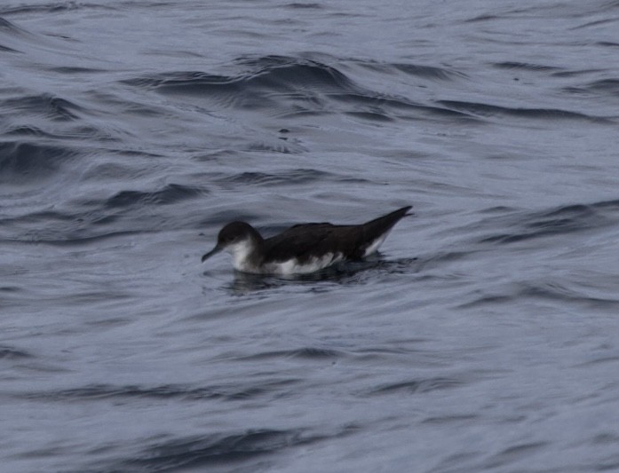 Puffin des Anglais - ML646608236