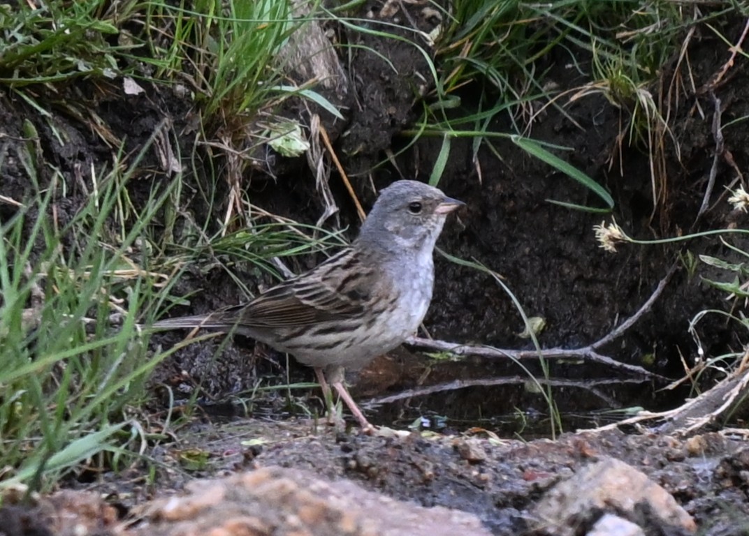 gråhodespurv - ML646608237