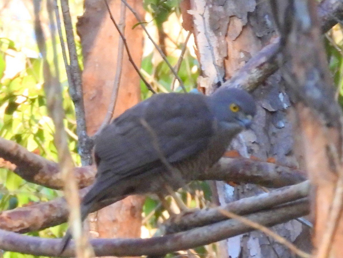 Frances's Sparrowhawk - ML646608239