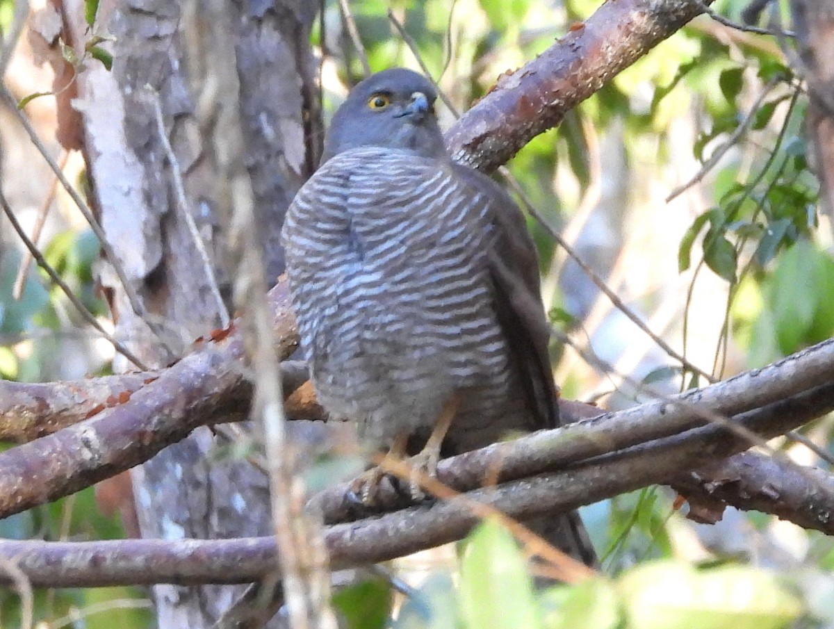 Frances's Sparrowhawk - ML646608240