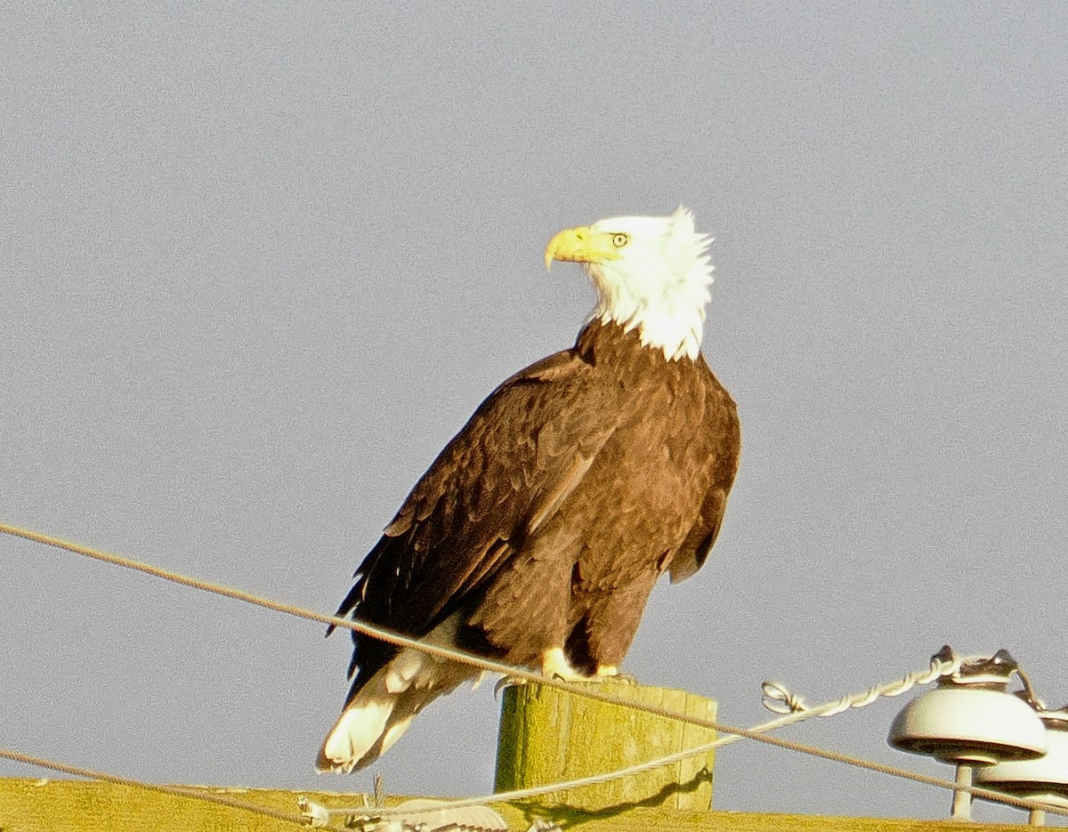 Pigargo Americano - ML646608241