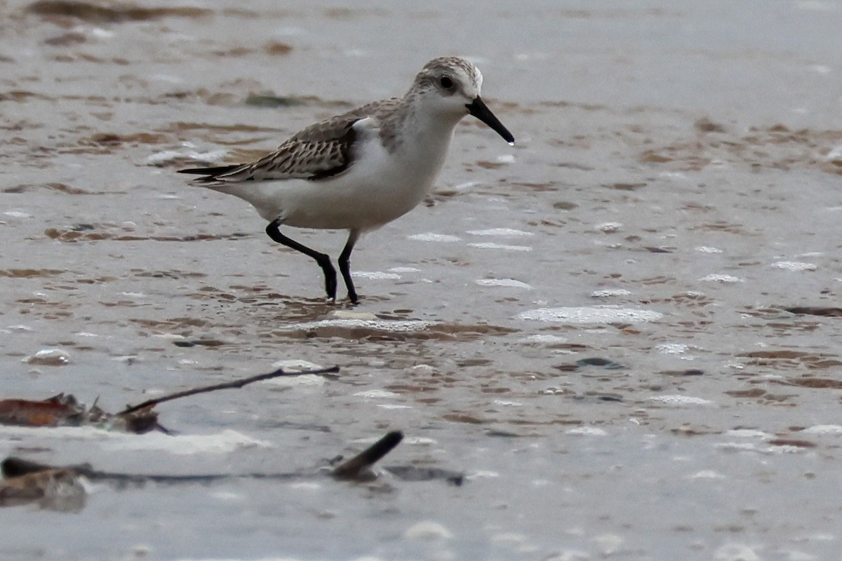 Sanderling - ML646608242