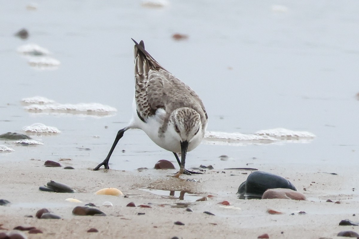 Sanderling - ML646608243