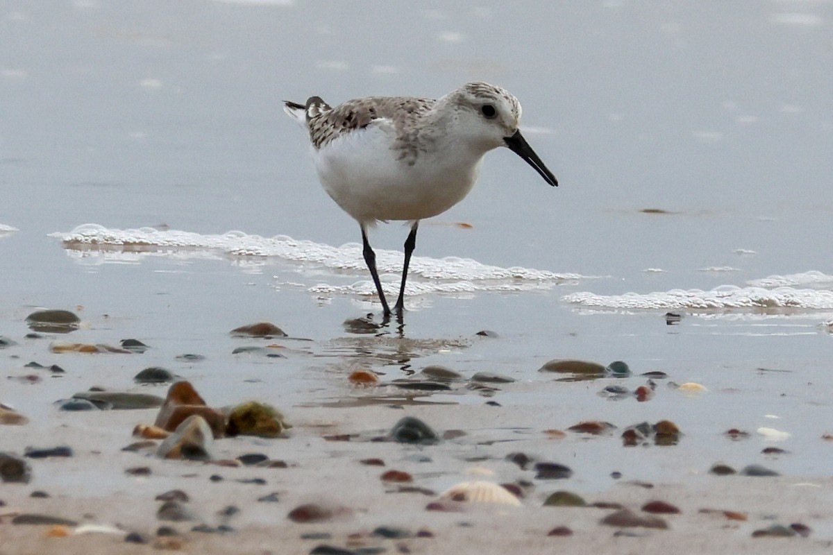 Sanderling - ML646608244