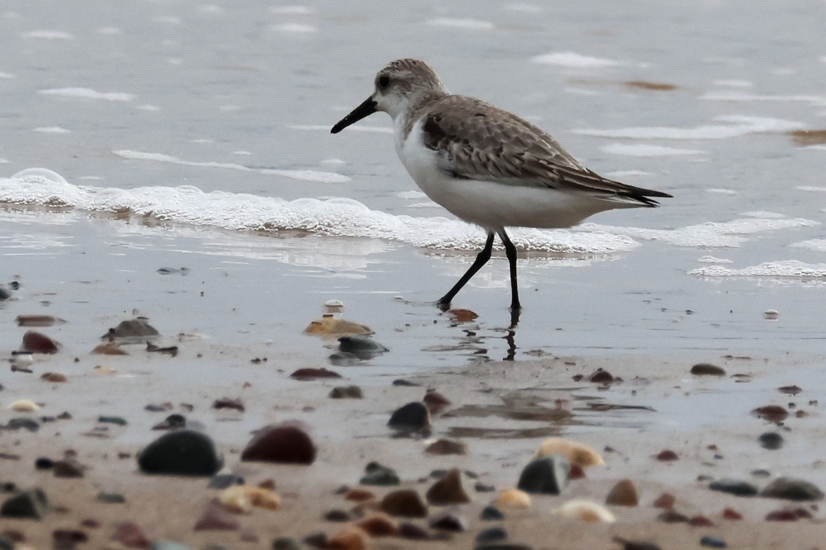 Sanderling - ML646608245
