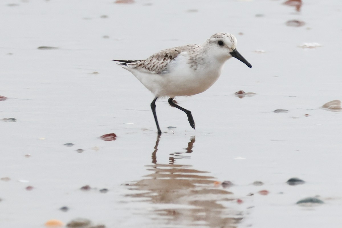 Sanderling - ML646608246