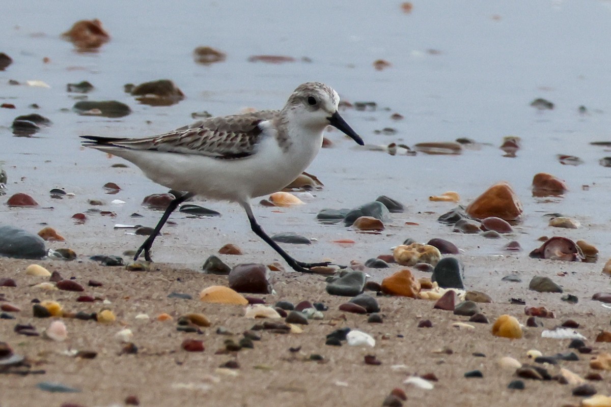 Sanderling - ML646608247