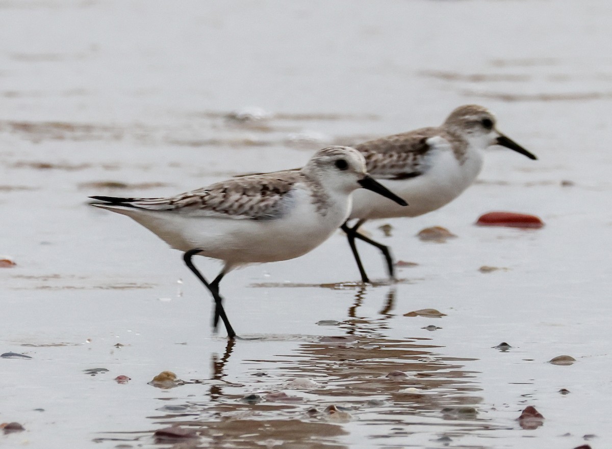 Sanderling - ML646608248