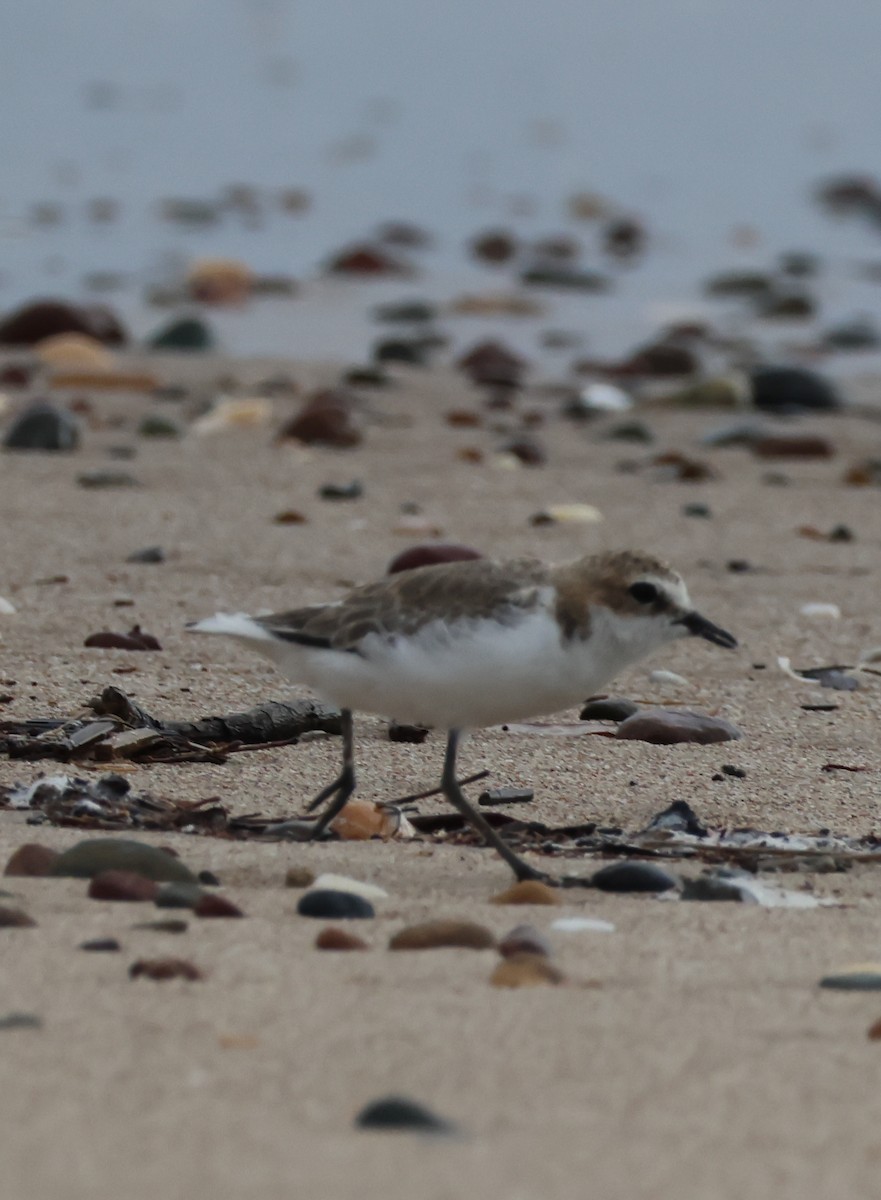 Rotkopf-Regenpfeifer - ML646608249