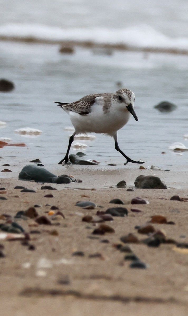 Sanderling - ML646608250