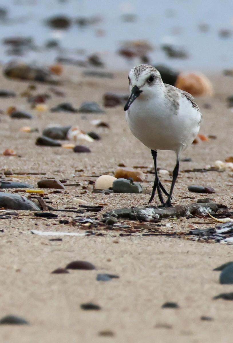 Sanderling - ML646608251