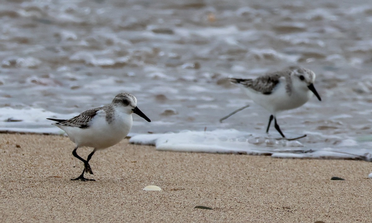Sanderling - ML646608252