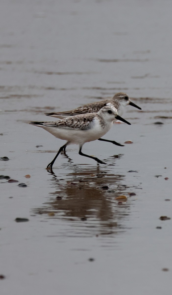 Sanderling - ML646608253