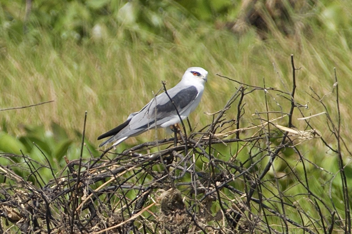 Black-winged Kite - ML646608258
