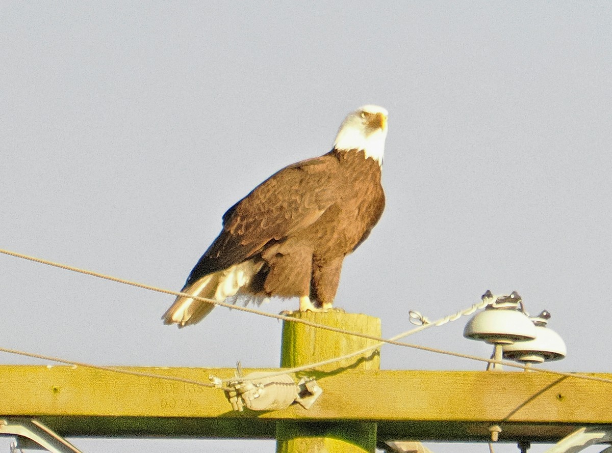 Pigargo Americano - ML646608260