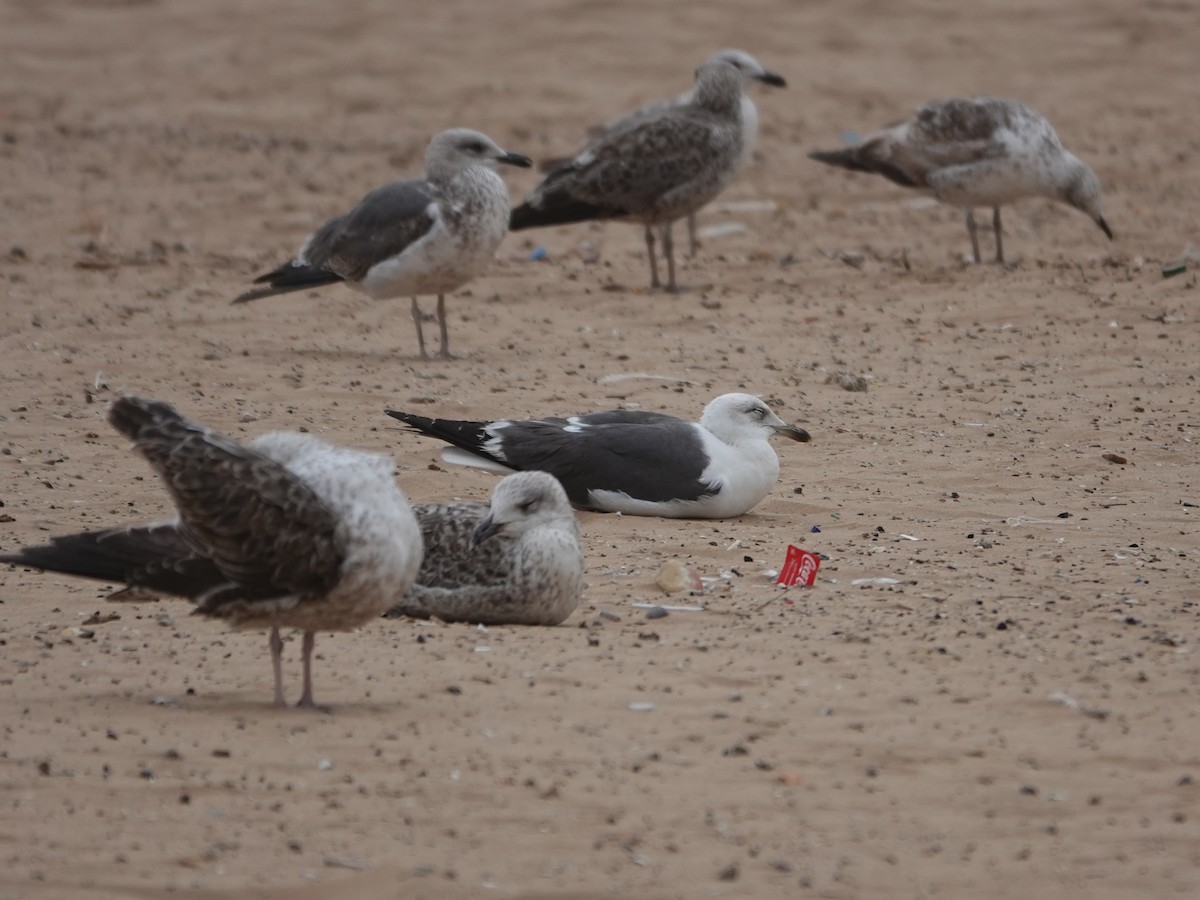 racek žlutonohý - ML646608261