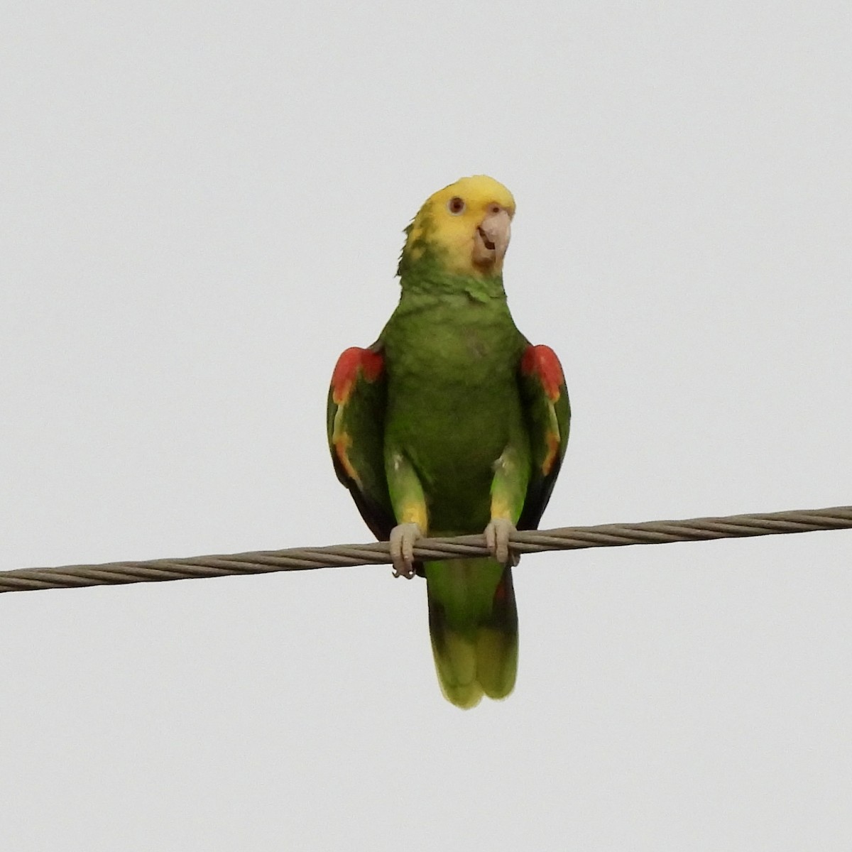 Yellow-headed Amazon - ML646608262