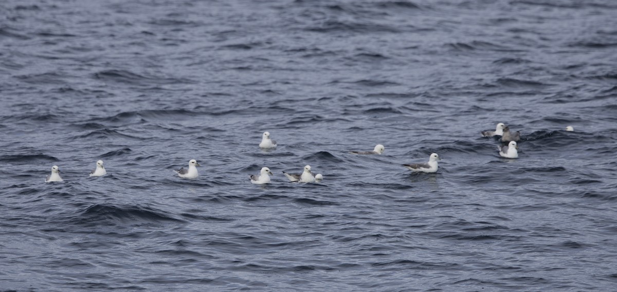 Northern Fulmar - ML646608263