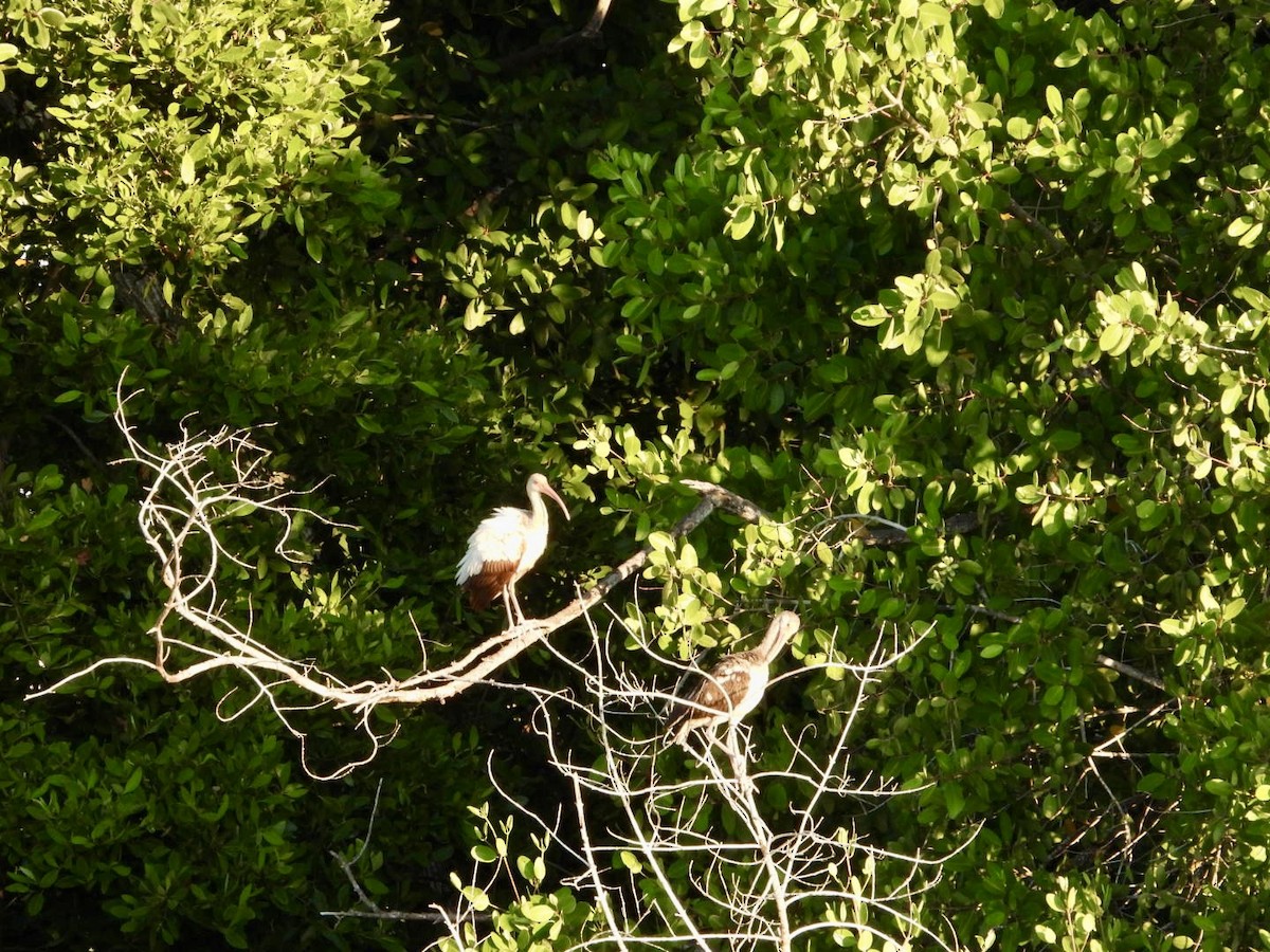 White Ibis - ML646608264