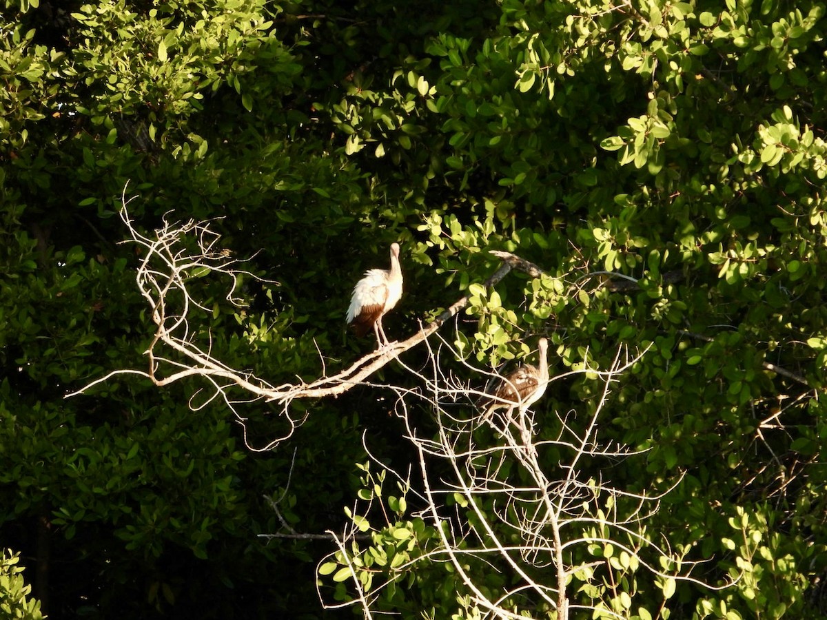 White Ibis - ML646608265