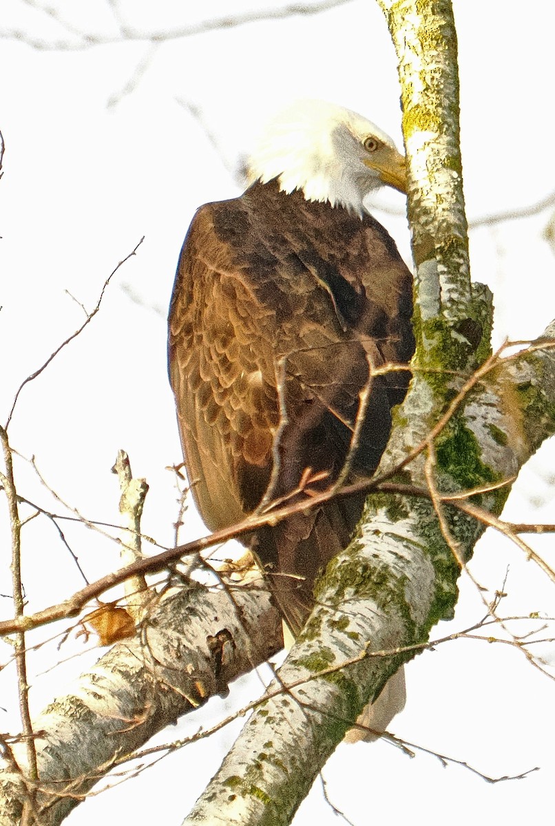 Pigargo Americano - ML646608266