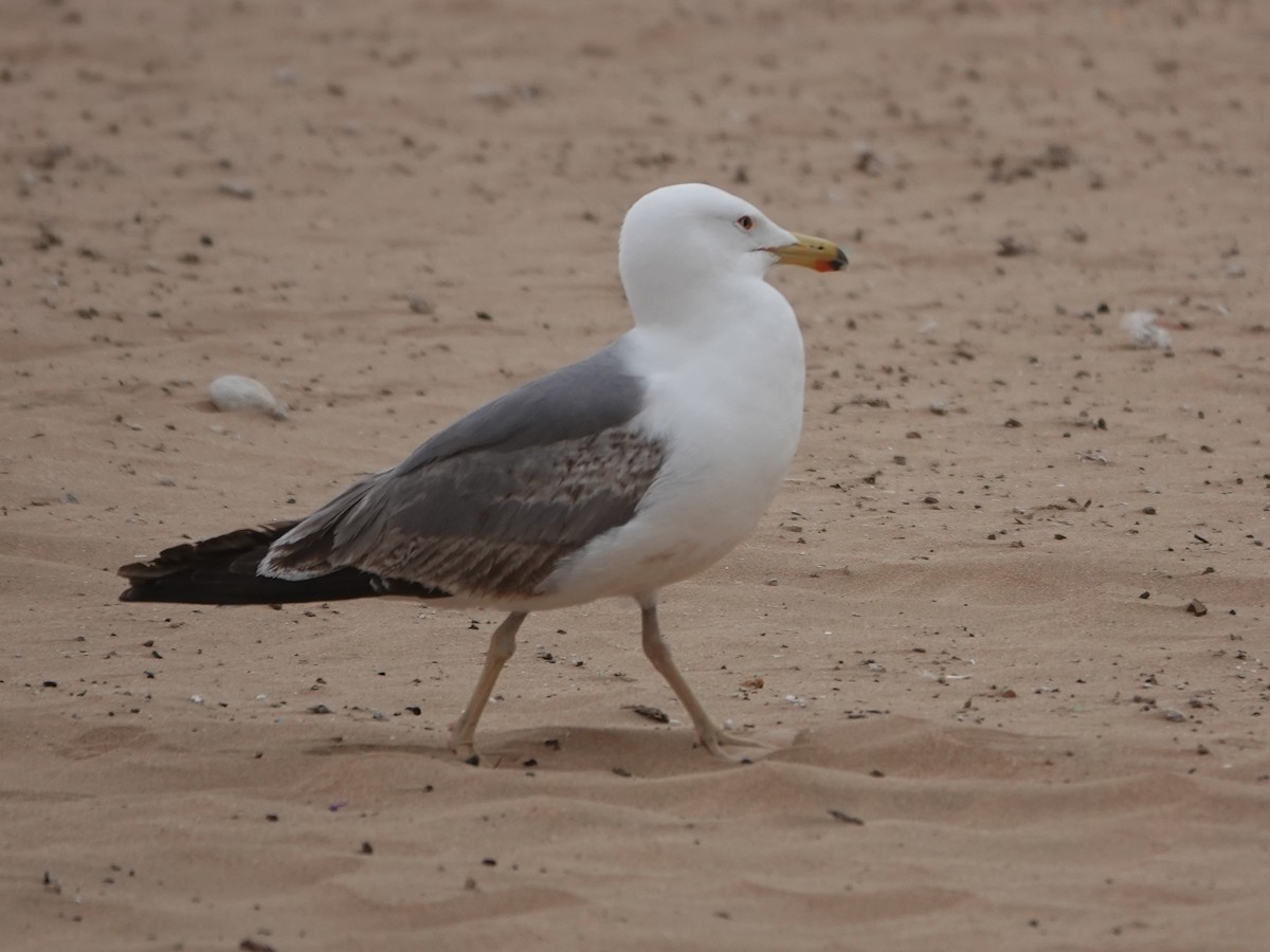 racek středomořský - ML646608267
