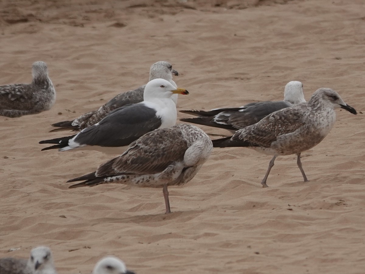 racek žlutonohý - ML646608269