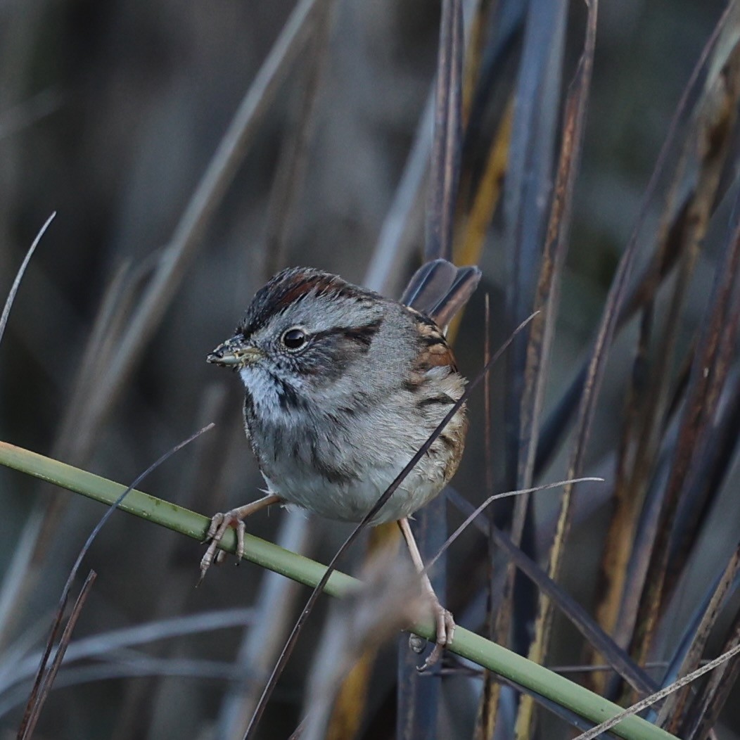 Bruant des marais - ML646608270