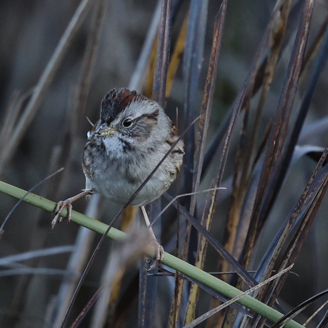 Bruant des marais - ML646608271