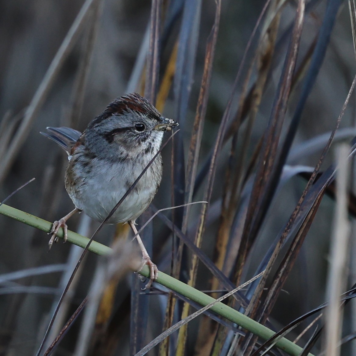Bruant des marais - ML646608272