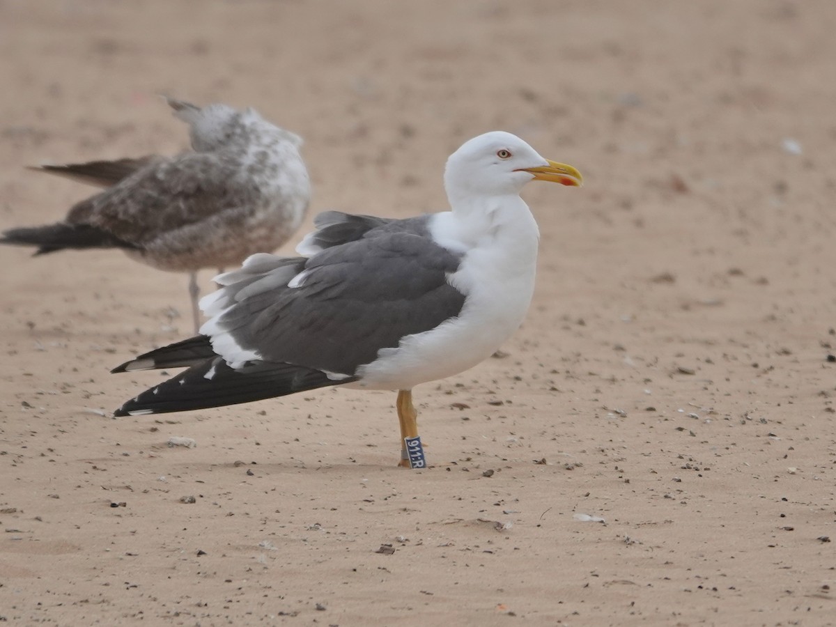 racek žlutonohý - ML646608273