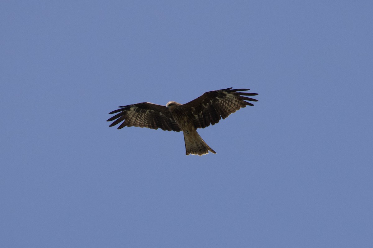 Black Kite - ML646608274