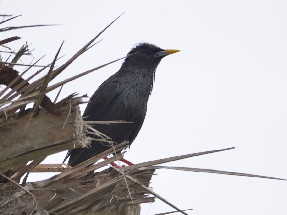 špaček černý - ML646608276