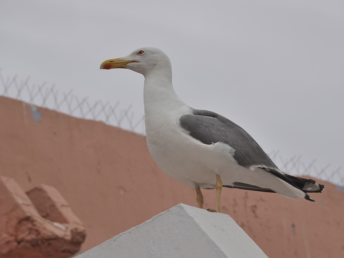 racek středomořský - ML646608278