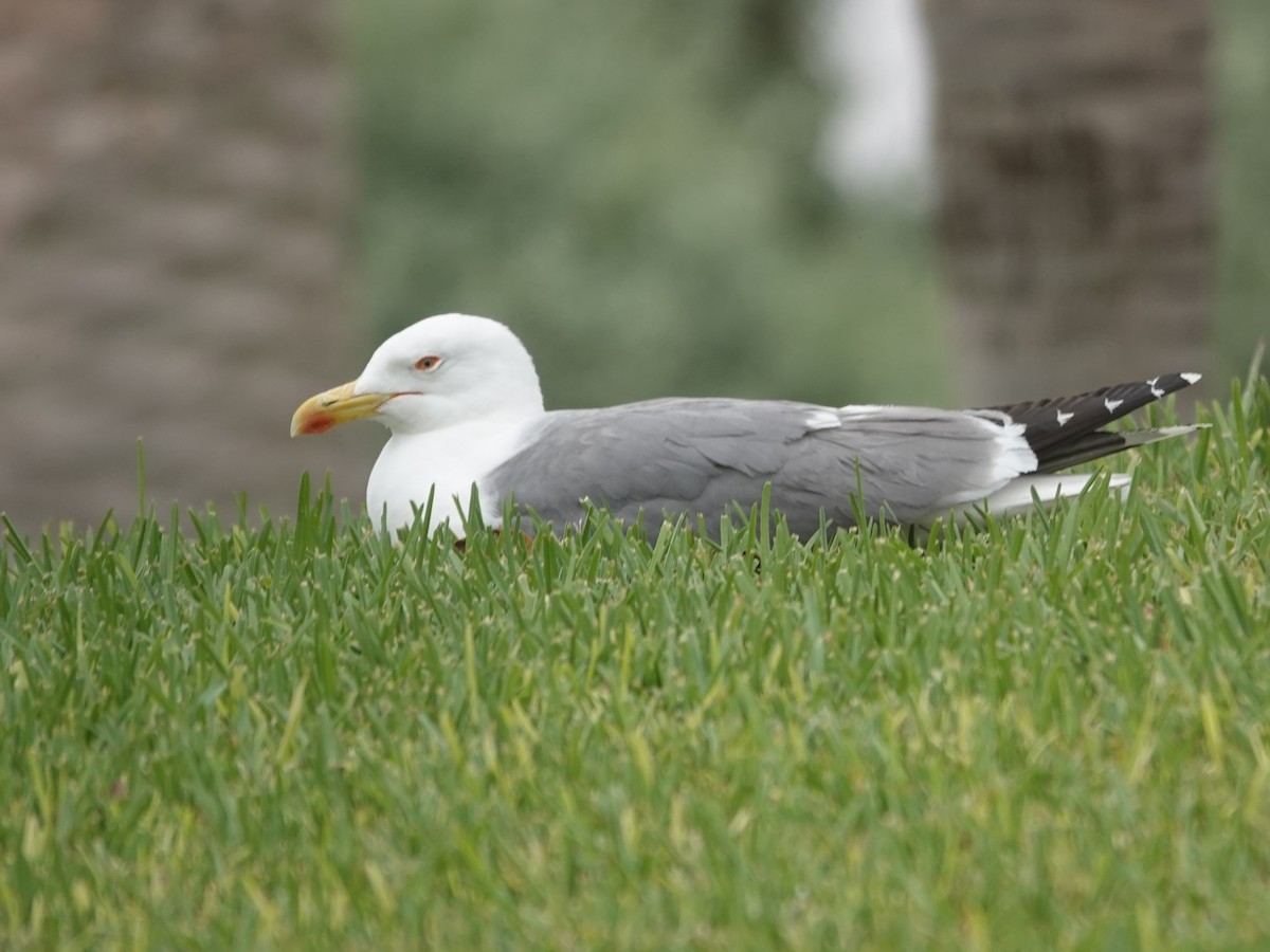 racek středomořský - ML646608279