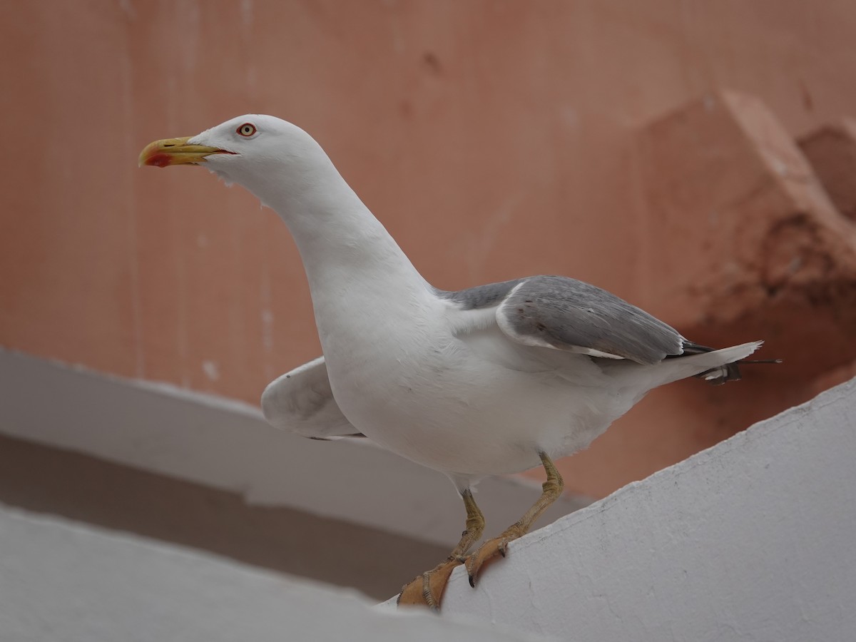 racek středomořský - ML646608280