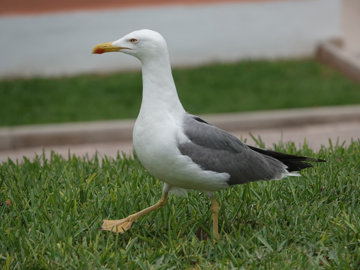 racek středomořský - ML646608281