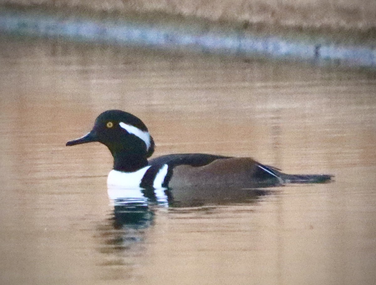 Hooded Merganser - ML646608282