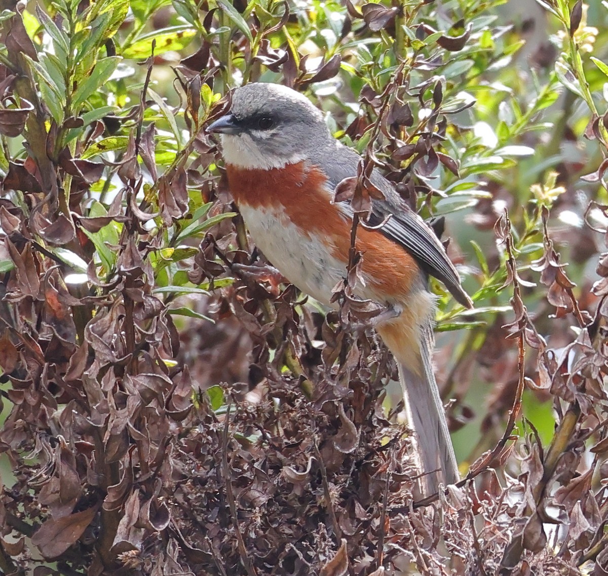 Bay-chested Warbling Finch - ML646608283