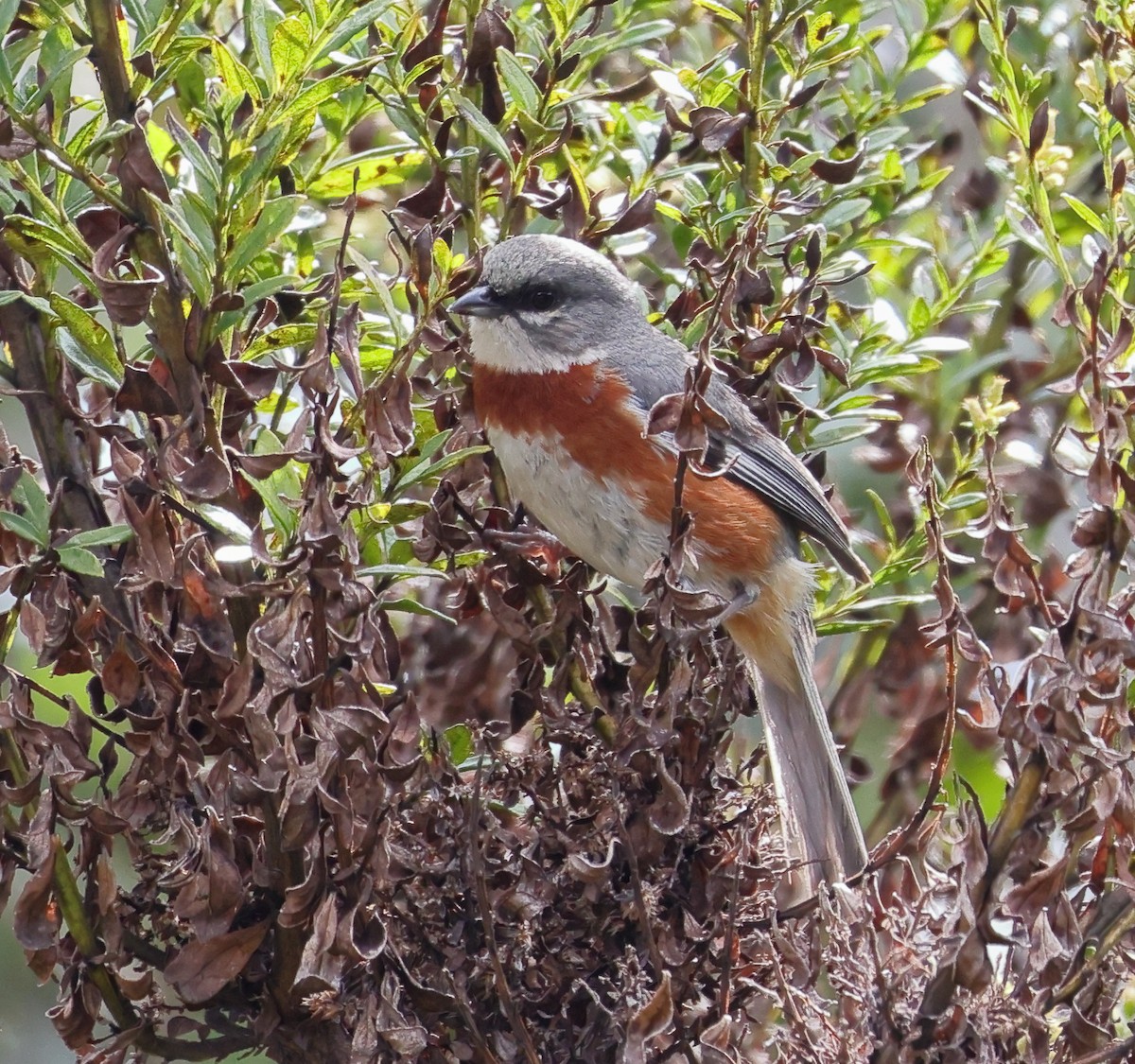 Bay-chested Warbling Finch - ML646608284