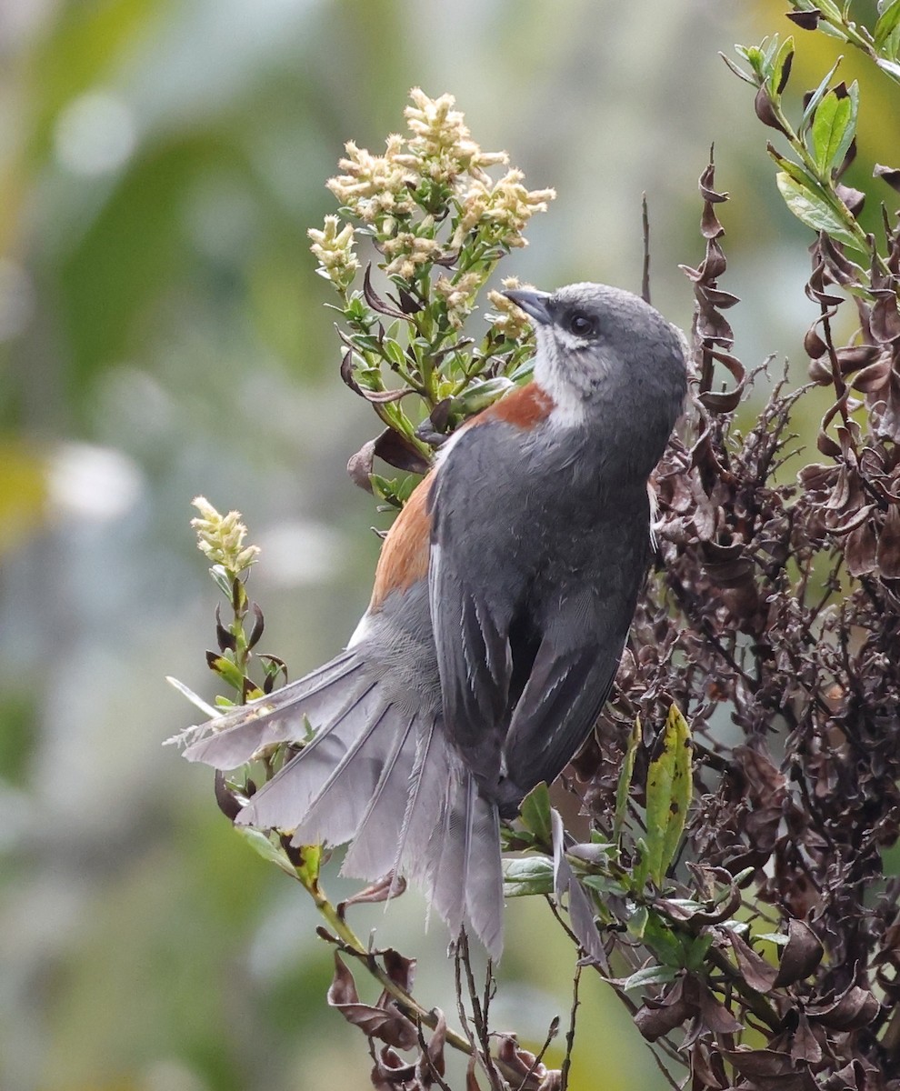 Bay-chested Warbling Finch - ML646608285