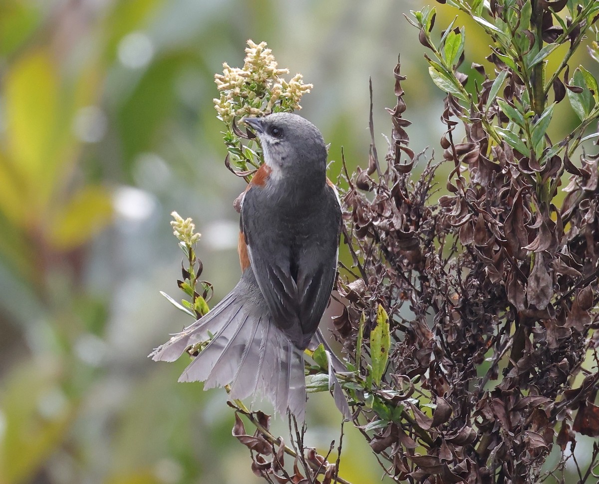 Bay-chested Warbling Finch - ML646608286