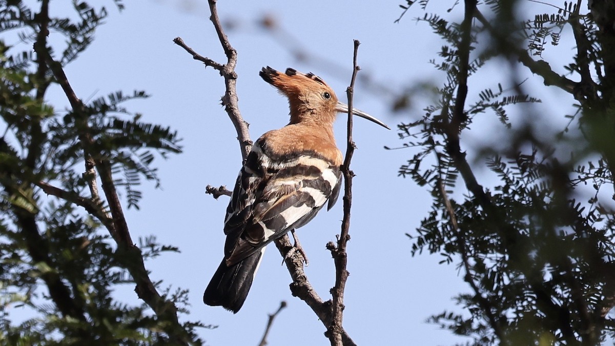 Common Hoopoe (African) - ML646608287