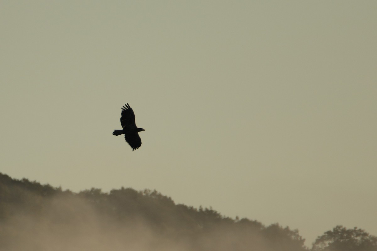 Pigargo Americano - ML646608289