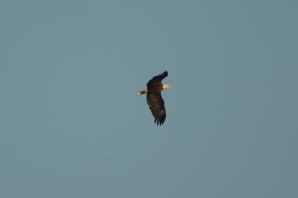 Pigargo Americano - ML646608290