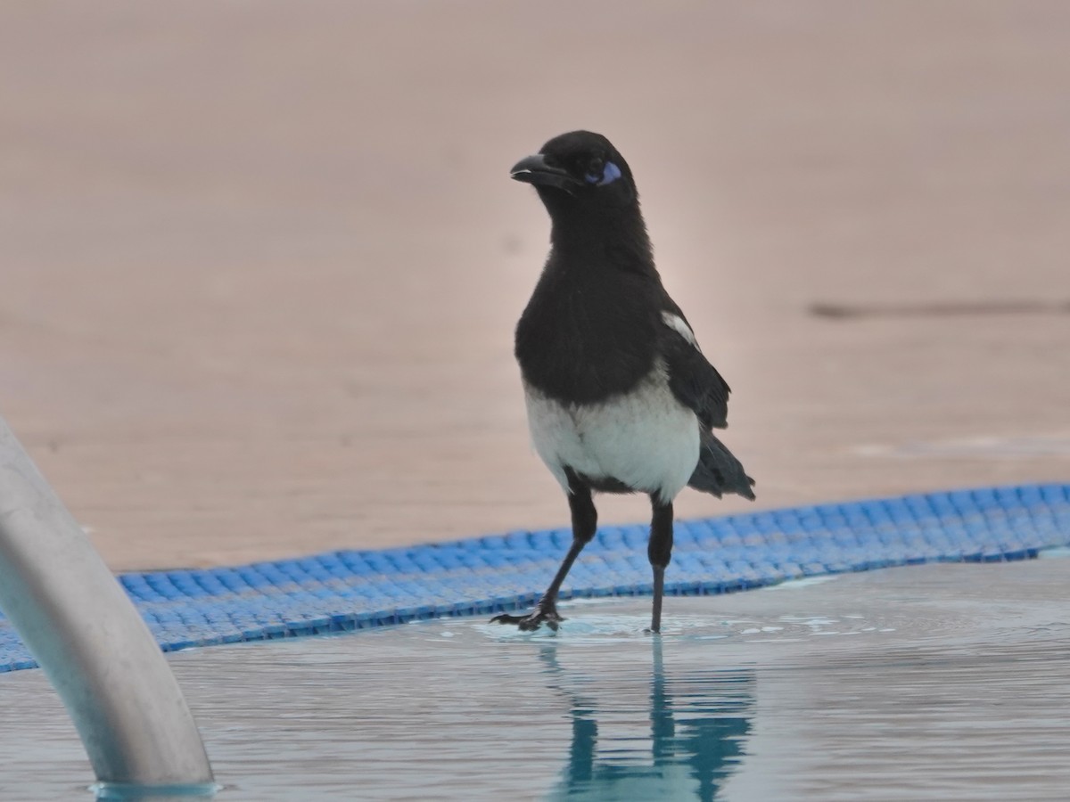 straka severoafrická - ML646608291