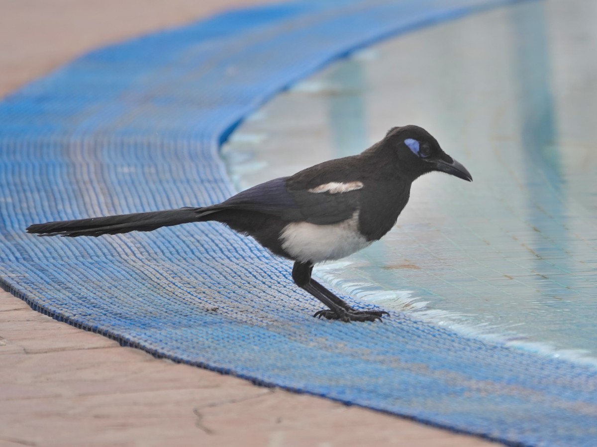 straka severoafrická - ML646608292