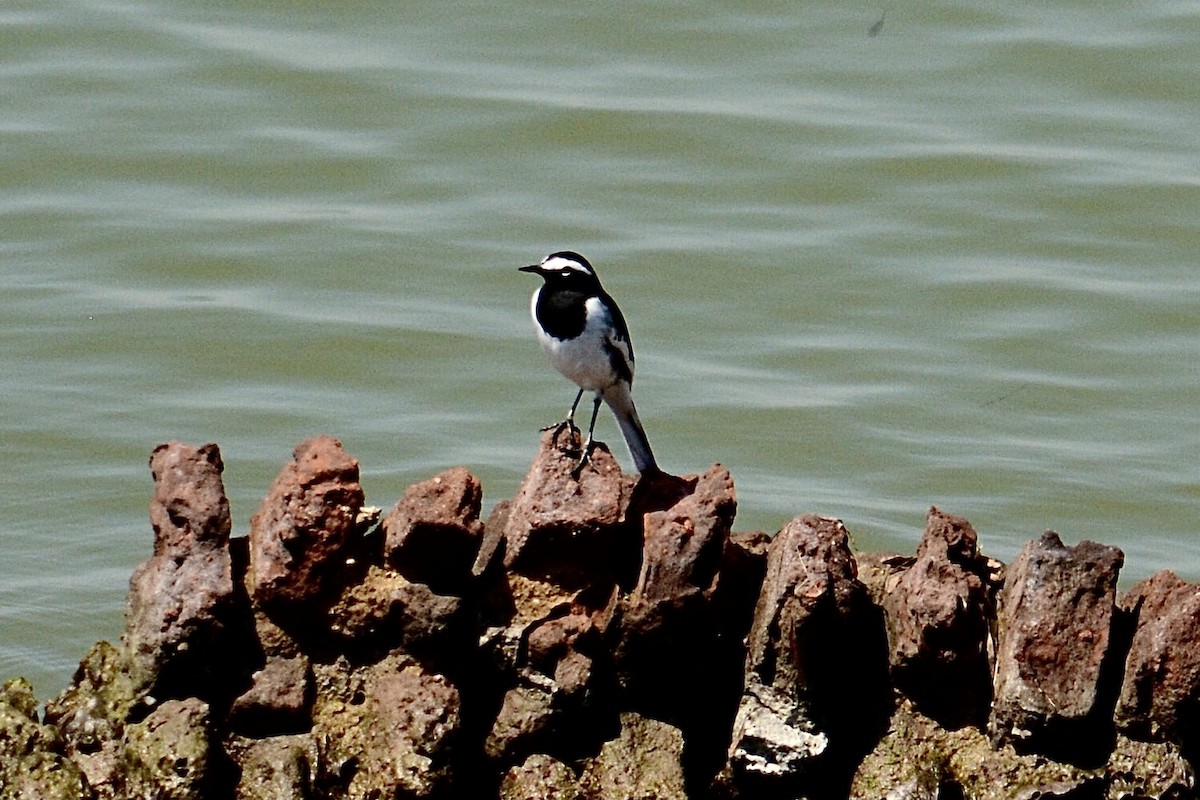 White-browed Wagtail - ML646608294